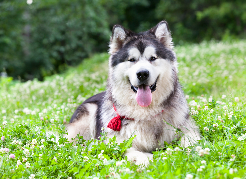 Dog Outside Dog Outside