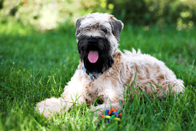 Dog in grass