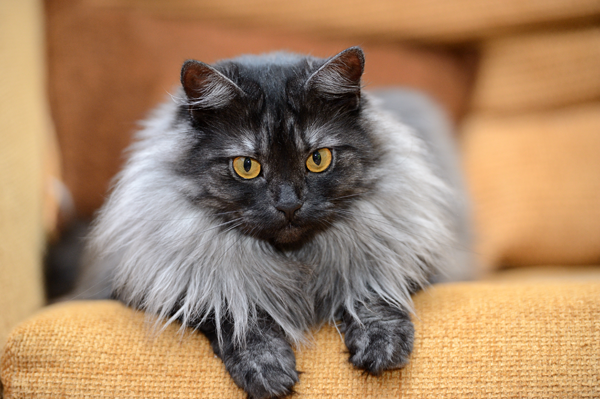 Grey Fluffy Cat