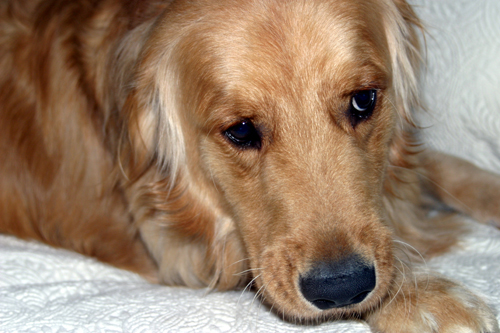 Yellow Dog Yellow Dog