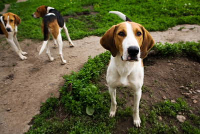 Dogs Outside Dogs Outside
