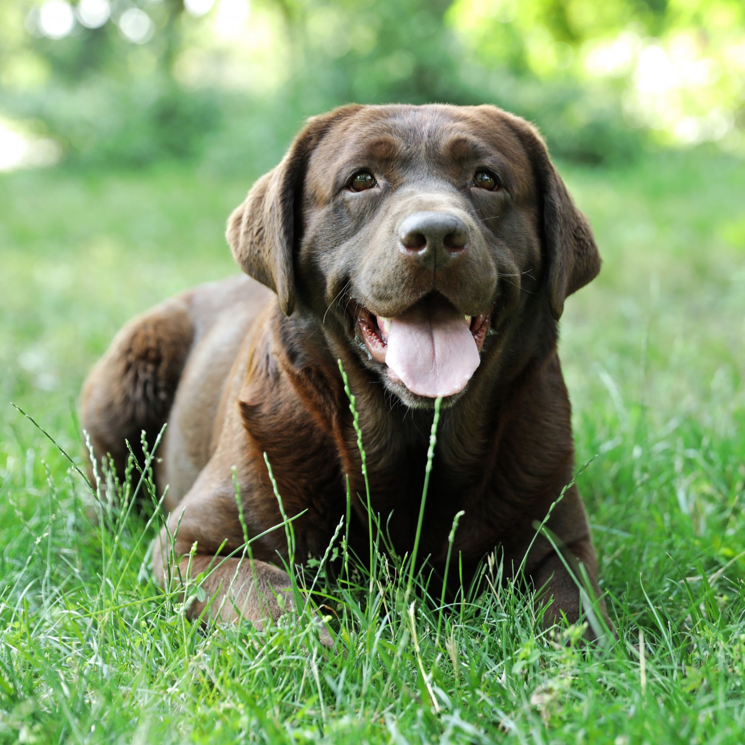 Chocolate lab in grass on a sunny day