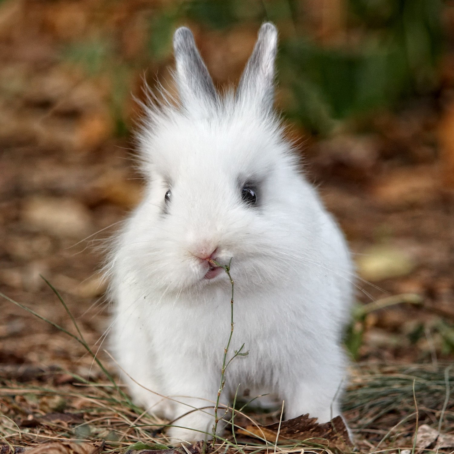 Rabbit nibbling plant outside