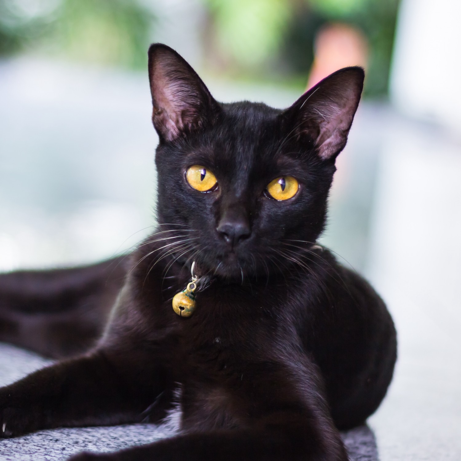 Black Cat with Bell Collar on Table